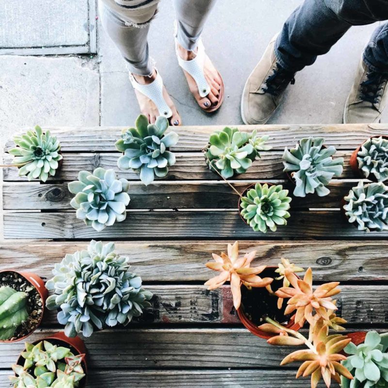 Succulents on a table.