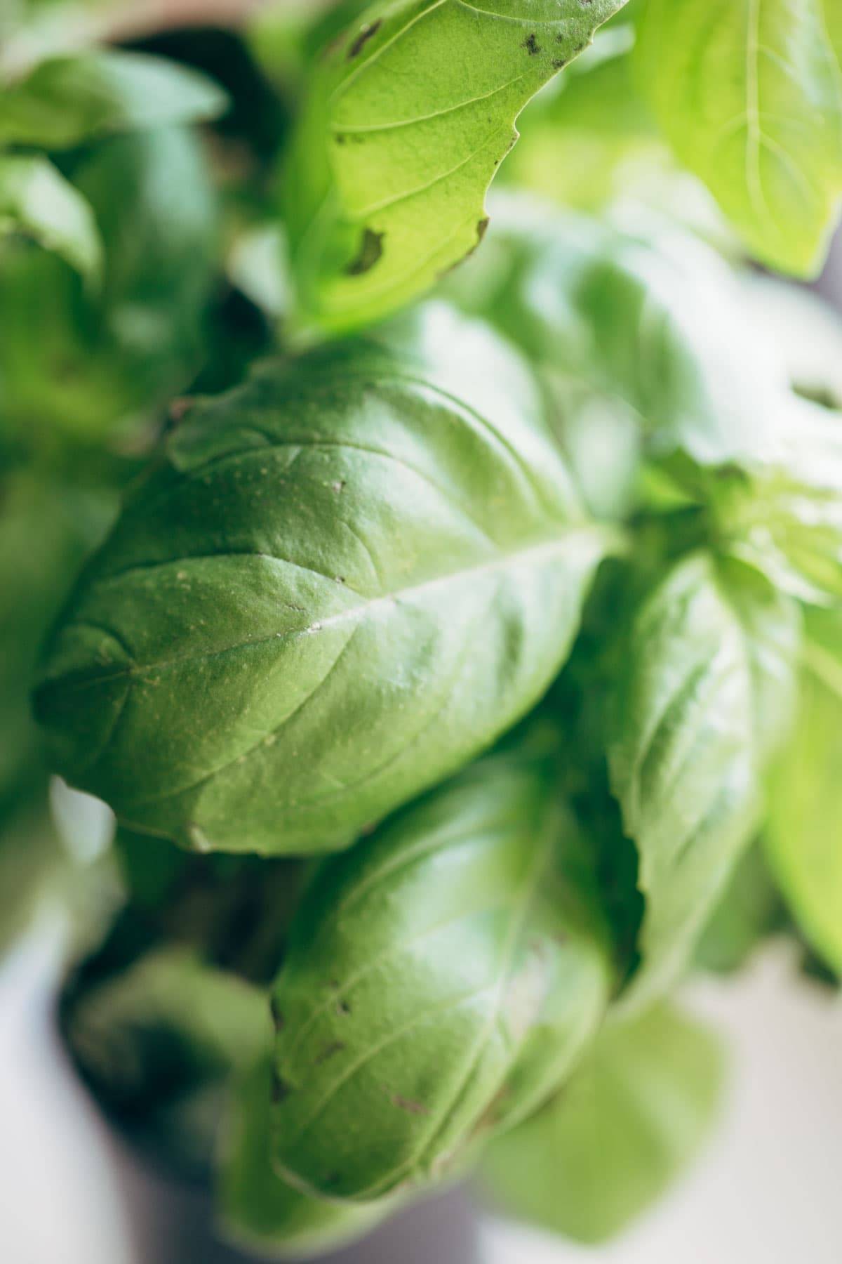 Basil for Capellini Pomodoro.